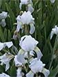 Iris spp.